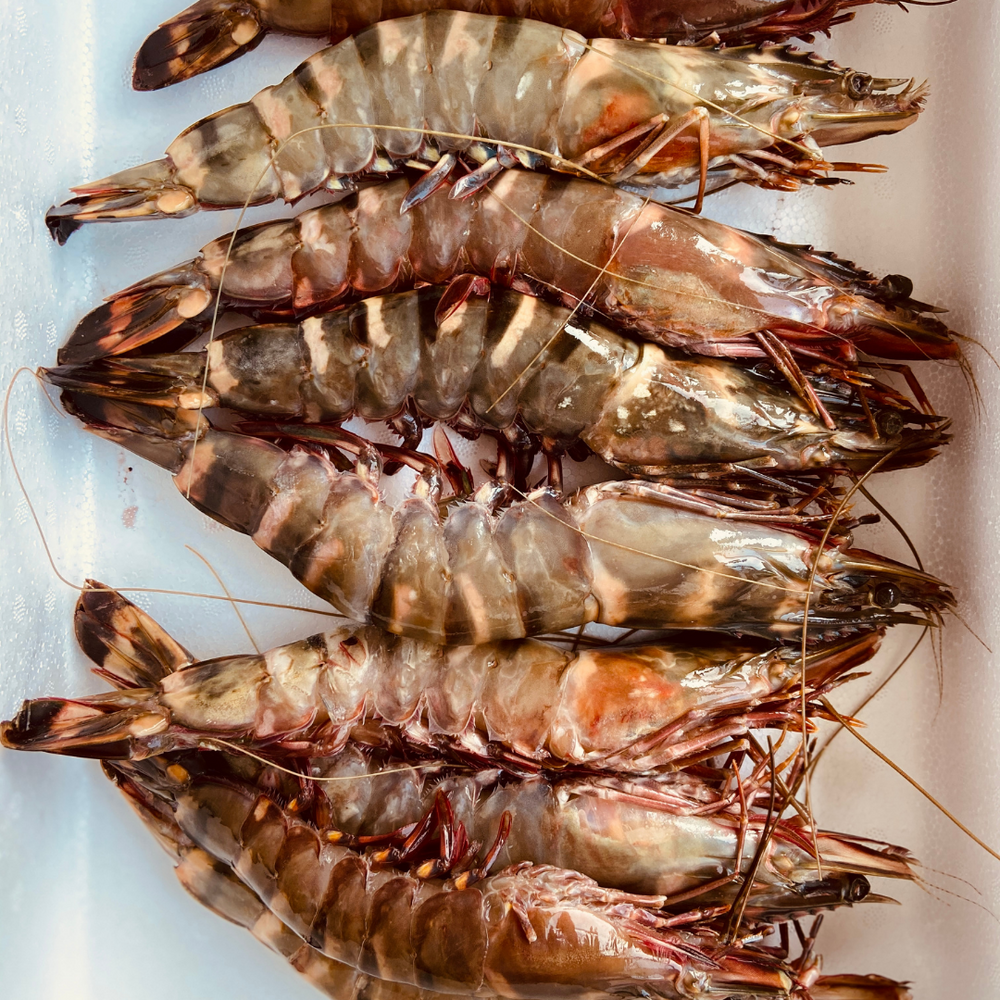WILD TIGER PRAWNS – Jack Hook Seafood