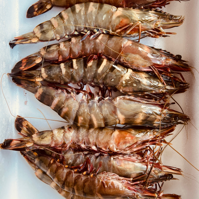 WILD TIGER PRAWNS