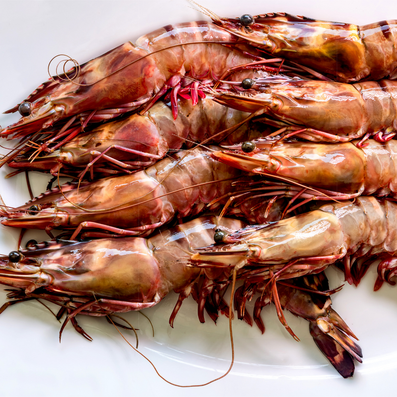 WILD TIGER PRAWNS