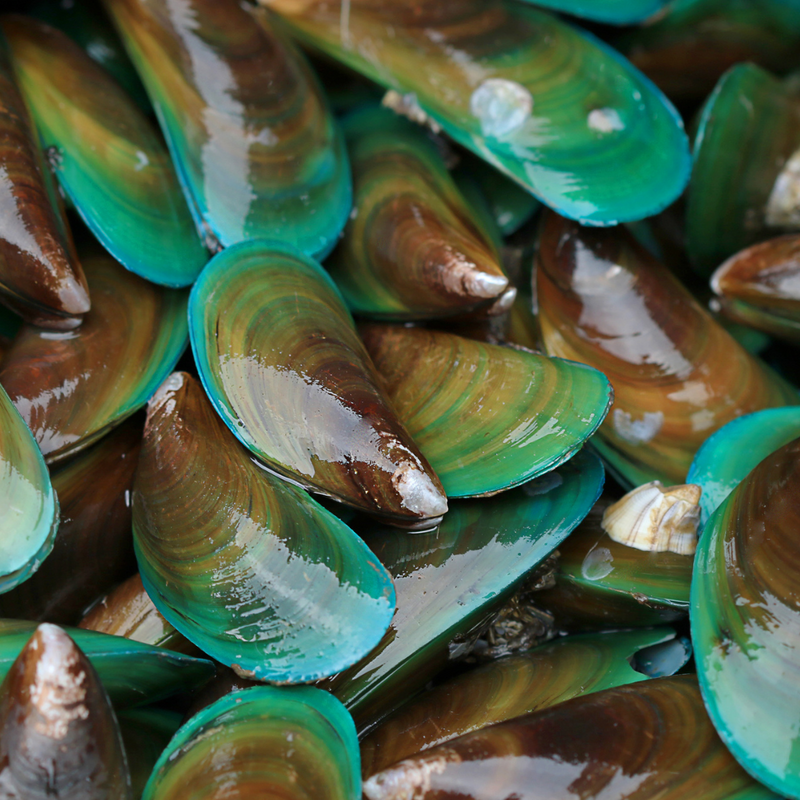 GREEN HALF SHELL MUSSELS